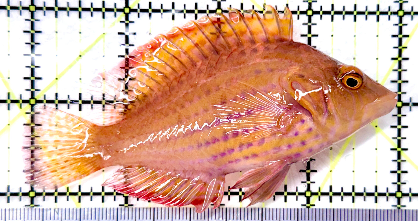 Rare Red Cockerel Wrasse (Tonga Special Grade) RCW082602 WYSIWYG Size: L 4" approx