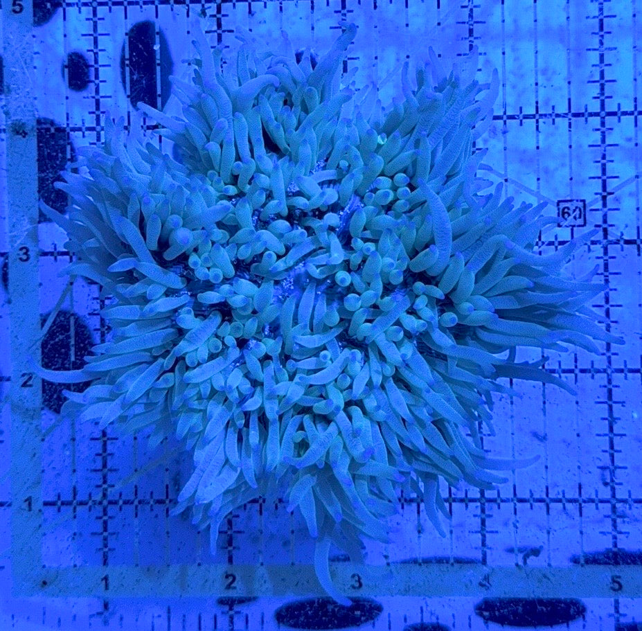 Purple Tip Sebae Anemone PTSA090501 WYSIWYG Size: XXL 6" and Above