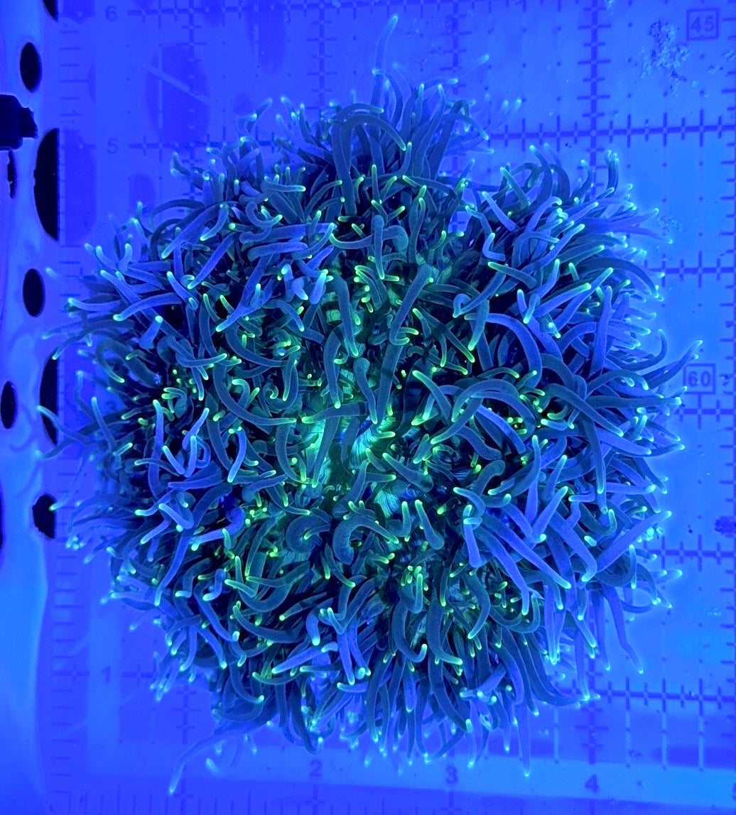 Green Sebae Anemone GSA090502 WYSIWYG Size: XL 4" to 6"