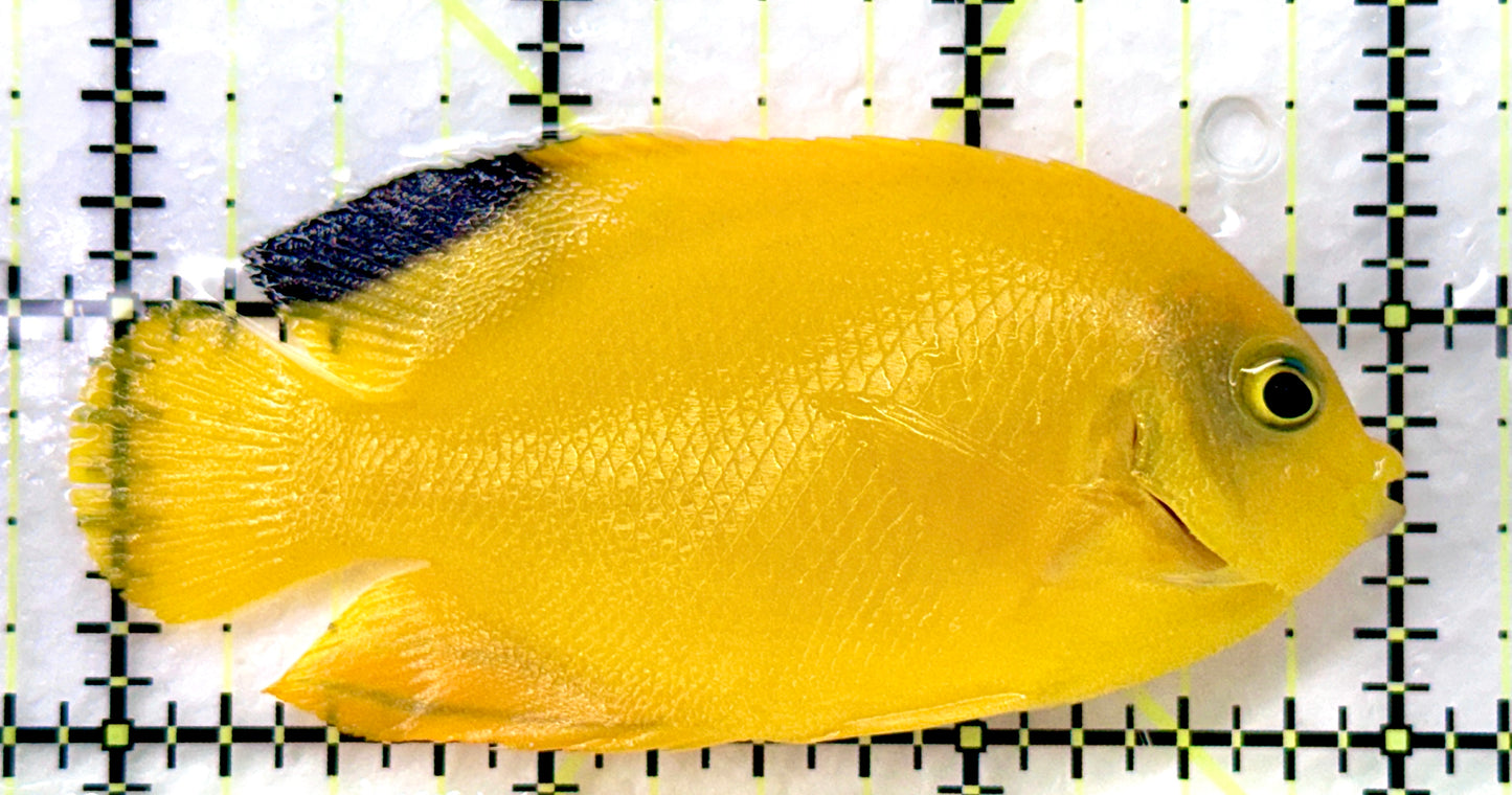 Woodhead's Angelfish (Black Tip) WA082601 WYSIWYG Size: L 3" approx