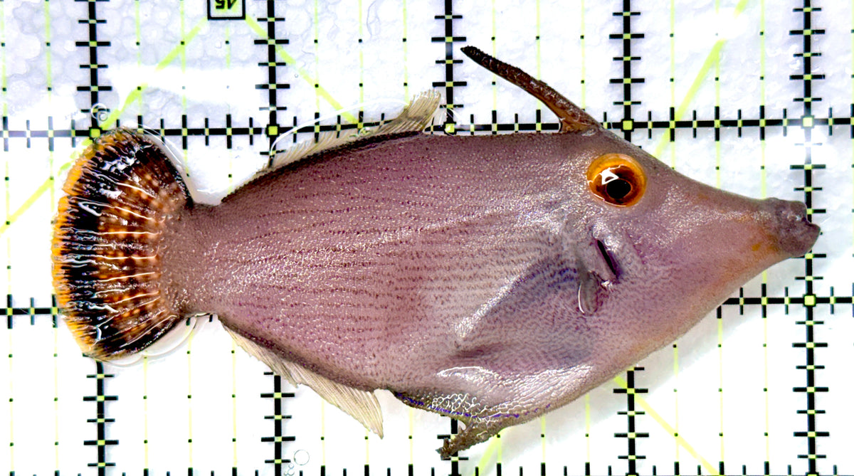 Fantail Filefish (Tonga Special Grade) Size: XXL 4" to 5"