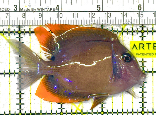 Flame Fin Tomini Tang FFTT122501 WYSIWYG Size: M 3.5" approx