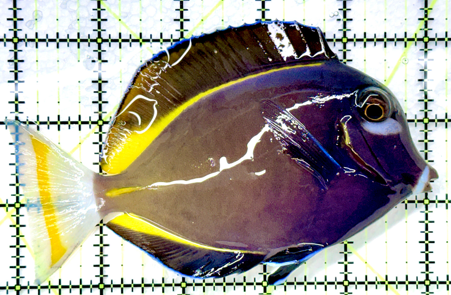 Gold Rim Tang (Tonga Special Grade) GRT082601 WYSIWYG Size: L 5" approx