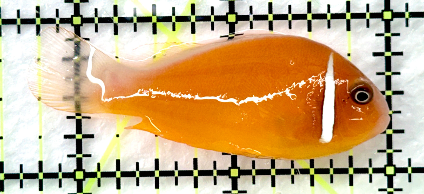 Pink Skunk Clownfish (Tonga Special Grade) PSC082601 WYSIWYG Size: M 2.25" approx
