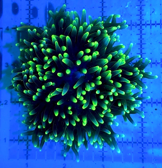 Green Sebae Anemone GSA090503 WYSIWYG Size: XL 4" to 5"