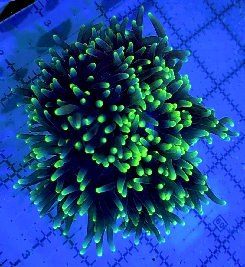 Green Sebae Anemone GSA090503 WYSIWYG Size: XL 4" to 5"