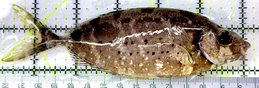 Forktail Rabbitfish (Tonga Special Grade) FR082601 WYSIWYG Size: XXL 5.75" approx