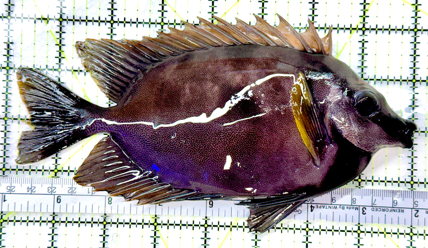 Very Rare Tongan Black Foxface RTBF082601 WYSIWYG Size: 8" approx