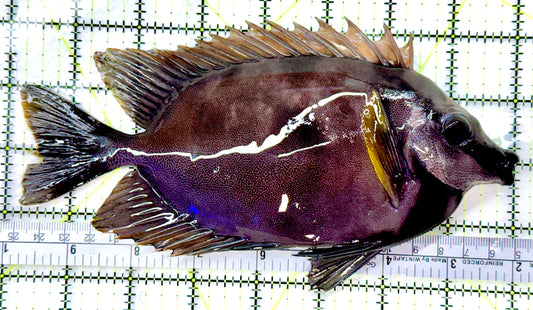Very Rare Tongan Black Foxface RTBF082601 WYSIWYG Size: 8" approx