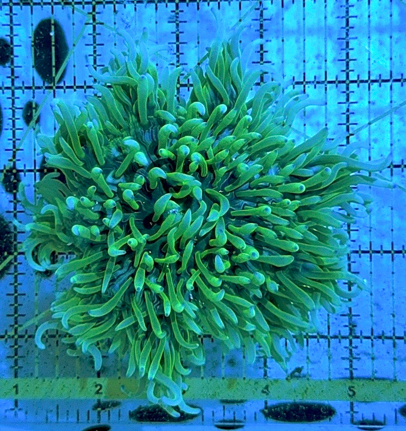 Green Sebae Anemone GSA090504 WYSIWYG Size: Show XXL 6 " and Above