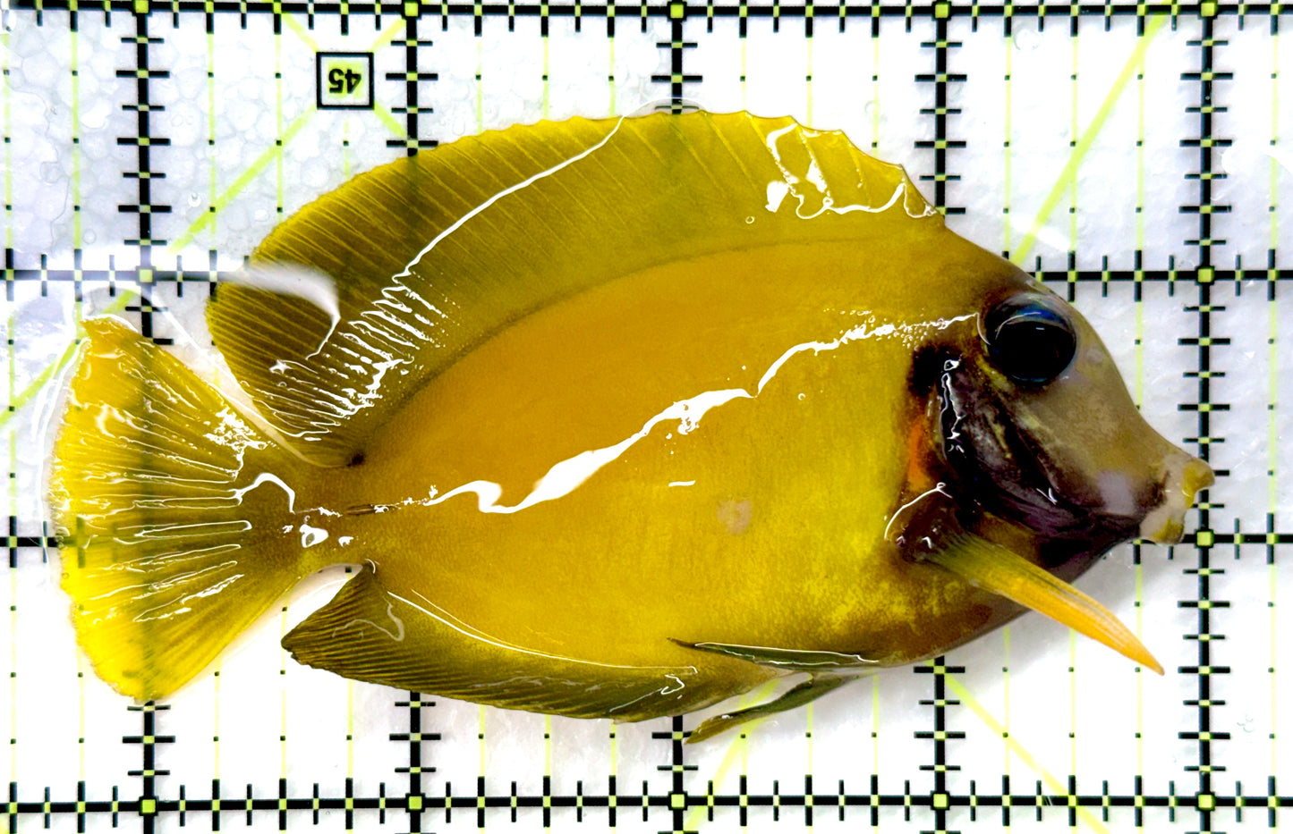 True Blue Eyes Lemonpeel Mimic Tang (Tonga Special Grade) BELMT082601 WYSIWYG Size: ML 4.25"