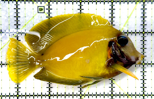 True Blue Eyes Lemonpeel Mimic Tang (Tonga Special Grade) BELMT082601 WYSIWYG Size: ML 4.25"