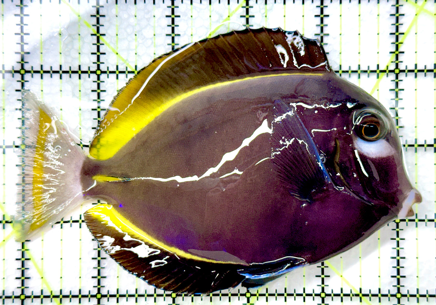 Gold Rim Tang (Tonga Special Grade) GRT082604 WYSIWYG Size: XL 5.25" approx