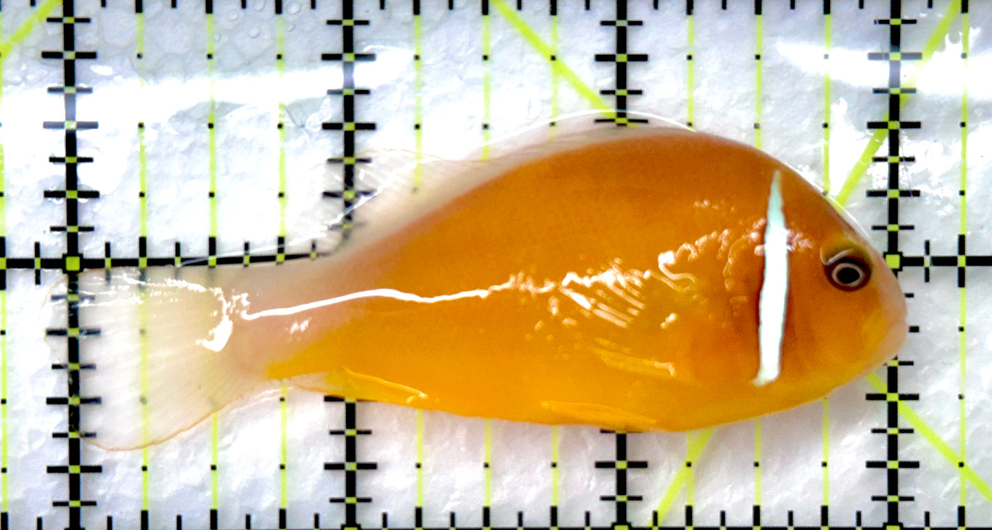 Pink Skunk Clownfish (Tonga Special Grade) PSC082602 WYSIWYG Size: M 3" approx