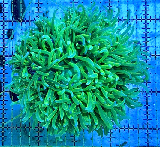 Purple Tip Green Sebae Anemone PGSA090401 WYSIWYG Size: L 4" to 5"