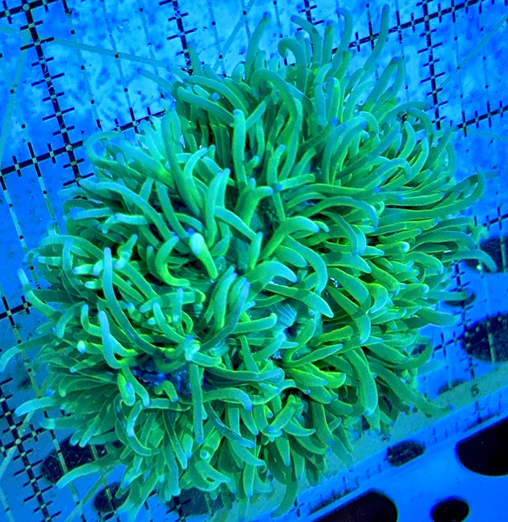 Purple Tip Green Sebae Anemone PGSA090401 WYSIWYG Size: L 4" to 5"