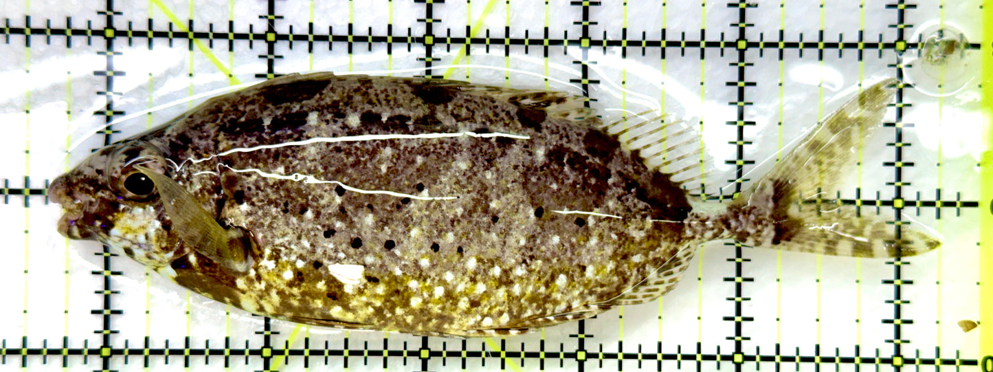 Forktail Rabbitfish (Tonga Special Grade) FR082602 WYSIWYG Size: XXL 5.5" approx
