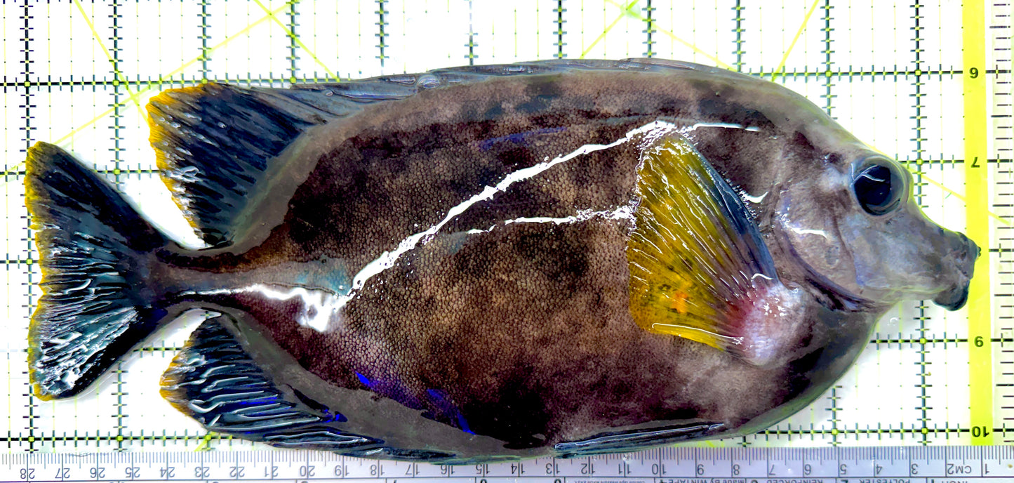 Very Rare Tongan Black Foxface RTBF082603 WYSIWYG Size: 10.5" approx