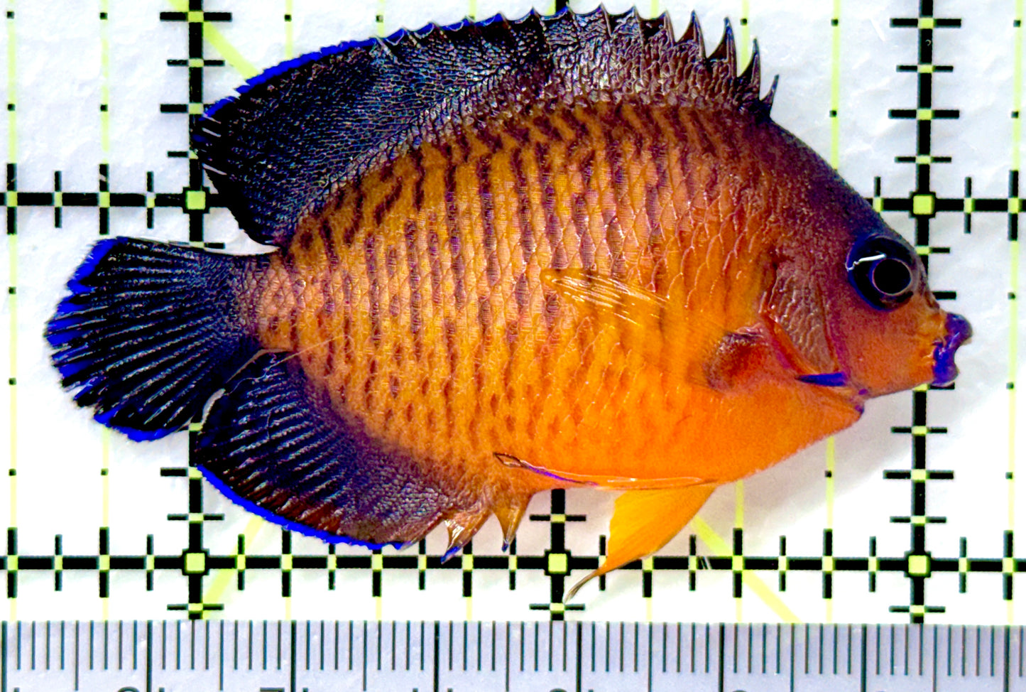 Coral Beauty Angelfish (Tonga) CBA082601 WYSIWYG Size: ML 2.5" approx