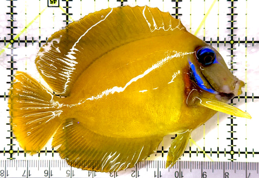 True Blue Eyes Lemonpeel Mimic Tang (Tonga Special Grade) BELMT082602 WYSIWYG Size: ML 4.25"