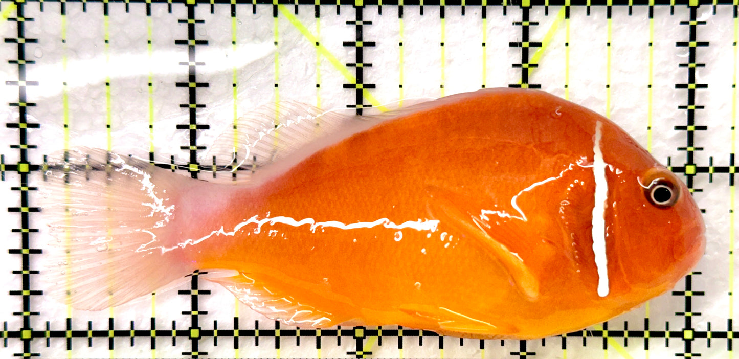 Pink Skunk Clownfish (Tonga Special Grade) PSC082603 WYSIWYG Size: L 4" approx