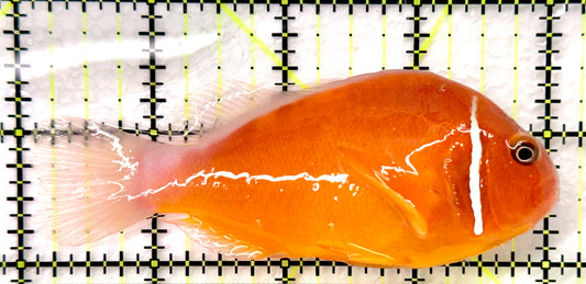 Pink Skunk Clownfish (Tonga Special Grade) PSC082603 WYSIWYG Size: L 4" approx