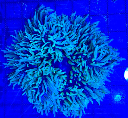 Purple Tip Sebae Anemone PTSA090401 WYSIWYG Size: XXL 6" and Above