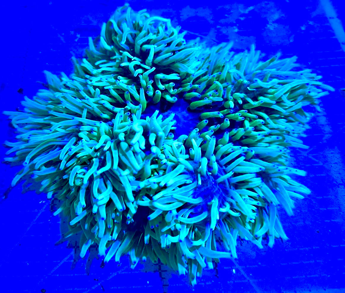 Purple Tip Sebae Anemone PTSA090401 WYSIWYG Size: XXL 6" and Above