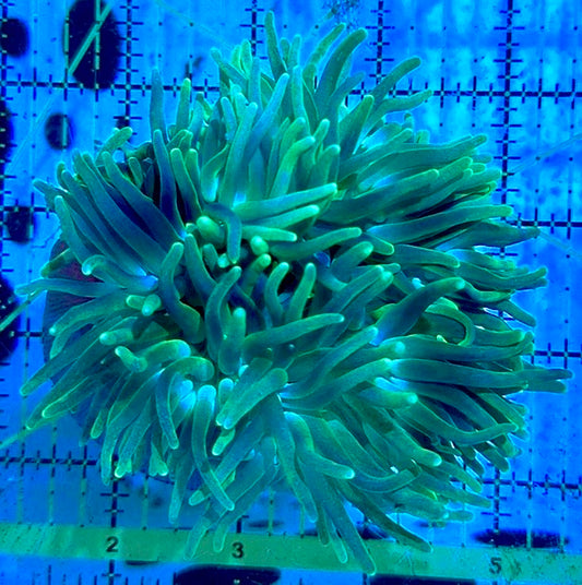 Long Tentacle Anemone LTA090401 WYSIWYG Size M: 3" to 5 "