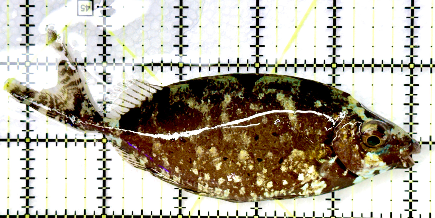 Forktail Rabbitfish (Tonga Special Grade) FR082603 WYSIWYG Size: XXL 5.25" approx