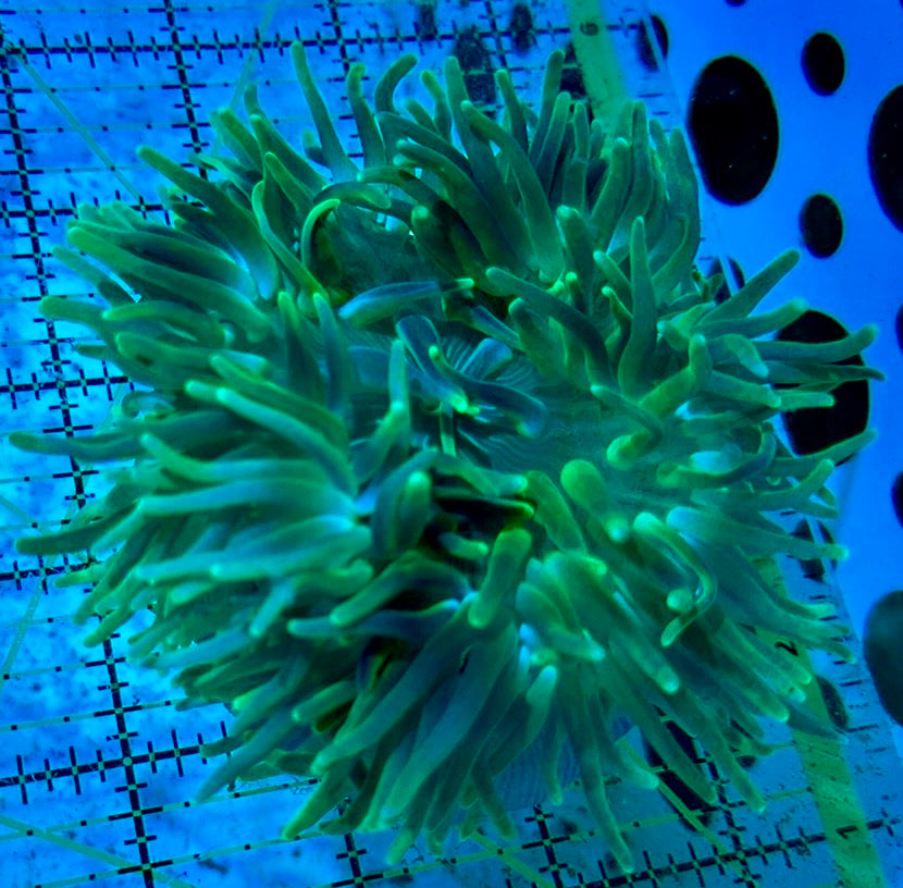 Long Tentacle Anemone LTA090401 WYSIWYG Size M: 3" to 5 "