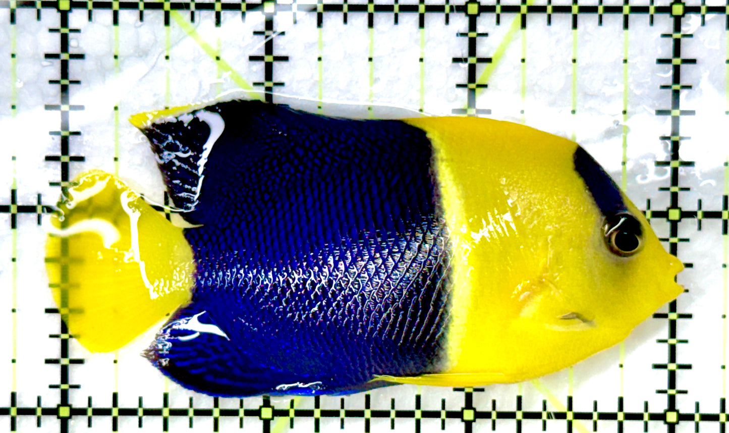 Bicolor Angelfish (Tonga) BA082602 WYSIWYG Size: L 3" approx