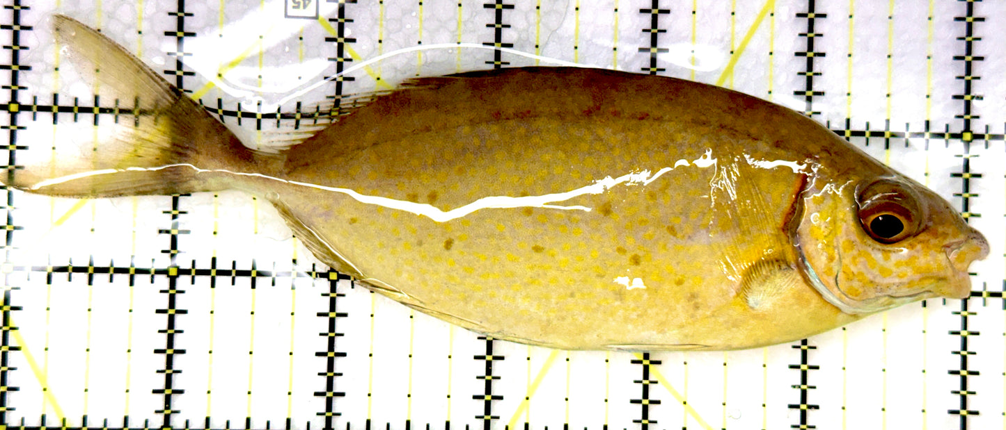 Forktail Rabbitfish (Tonga Special Grade) FR082604 WYSIWYG Size: XXL 6" approx