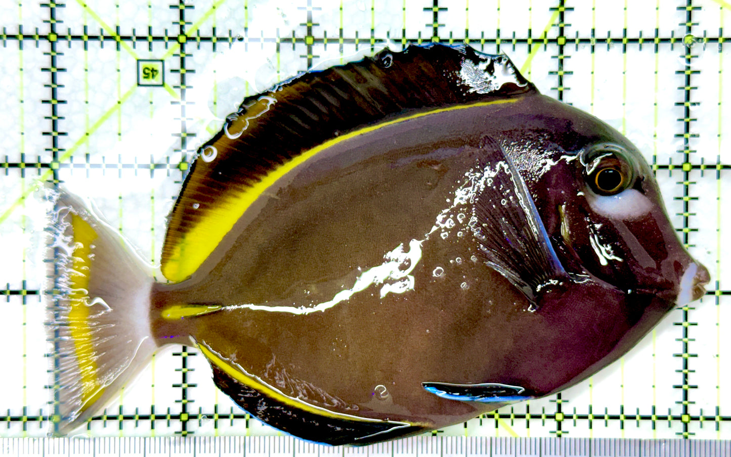 Gold Rim Tang (Tonga Special Grade) GRT082605 WYSIWYG Size: XL 5.25" approx