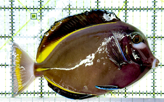 Gold Rim Tang (Tonga Special Grade) GRT082605 WYSIWYG Size: XL 5.25" approx