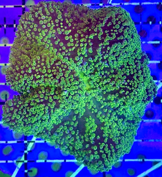 Green Carpet Anemone (Haddoni) GCA090402 WYSIWYG Size: Tiny 1" to 2.5"