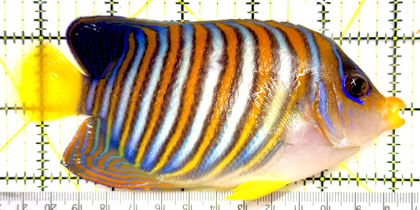 Regal Angelfish (Tonga Special Grade) RAT082601 WYSIWYG Size: XL 5.75" approx