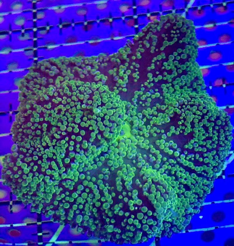 Green Carpet Anemone (Haddoni) GCA090402 WYSIWYG Size: Tiny 1" to 2.5"
