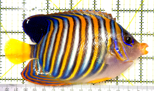 Regal Angelfish (Tonga Special Grade) RAT082602 WYSIWYG Size: XXL/SHOW 6.25" approx