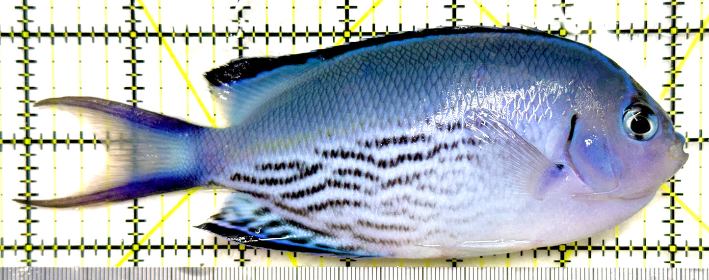 Watanabe Angelfish (Male Tonga Special Grade) WAM082601 WYSIWYG Size: XXL/Show 6" approx
