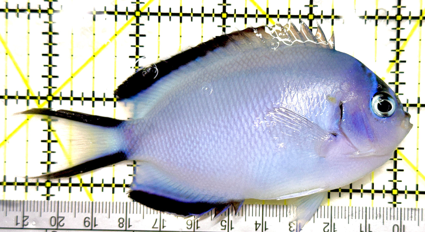 Watanabe Angelfish (Female) (Tonga Special Grade) WAF082602 WYSIWYG Size: XL 4.5" approx