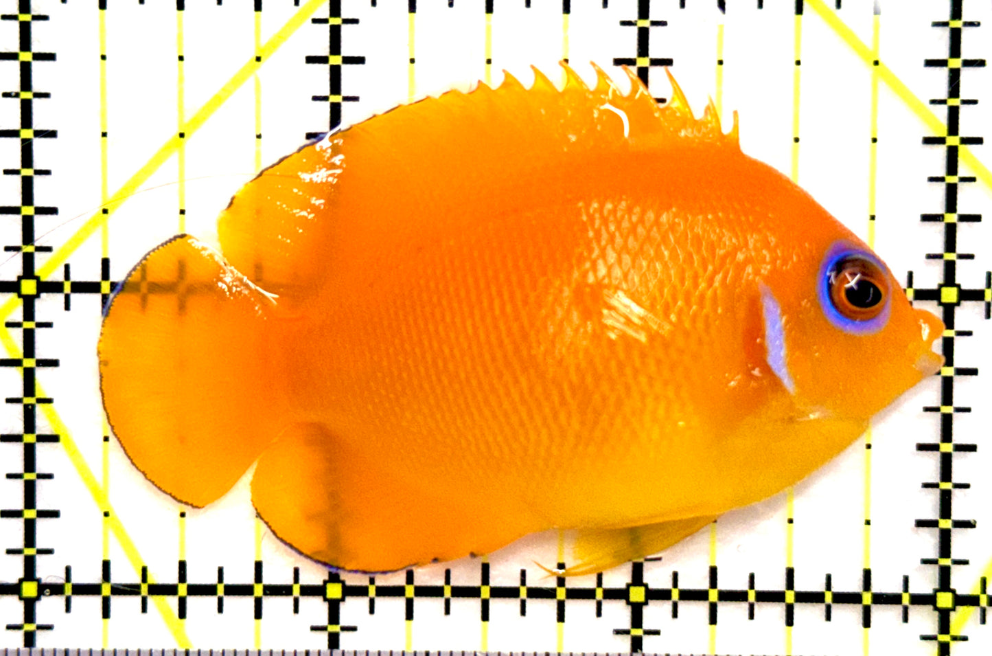 Blue Eyes Lemonpeel Angelfish (Tonga Special Grade Vibrant Colors) BELA082601 WYSIWYGSize: L 2.75" approx