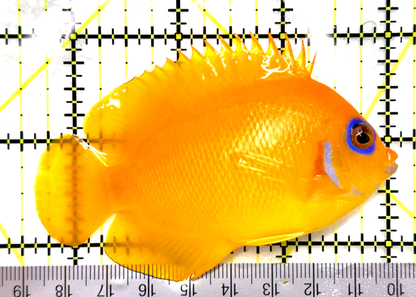 Blue Eyes Lemonpeel Angelfish (Tonga Special Grade) BELA082602 WYSIWYG Size: XXL 3.5" approx