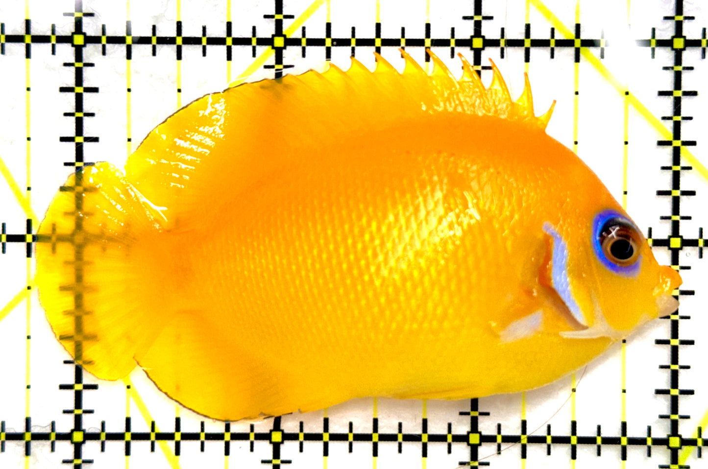 Blue Eyes Lemonpeel Angelfish (Tonga Special Grade) BELA082603 WYSIWYG Size: XXL 3.25" approx