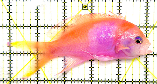 Squareback Anthias (Male) (Tonga Special Grade) SAM082602 WYSIWYG Size: XL 5.25" approx