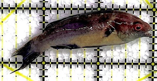 Brunneus Fairy Wrasse BFW071502 WYSIWYG Size: SHOW 2.75" approx