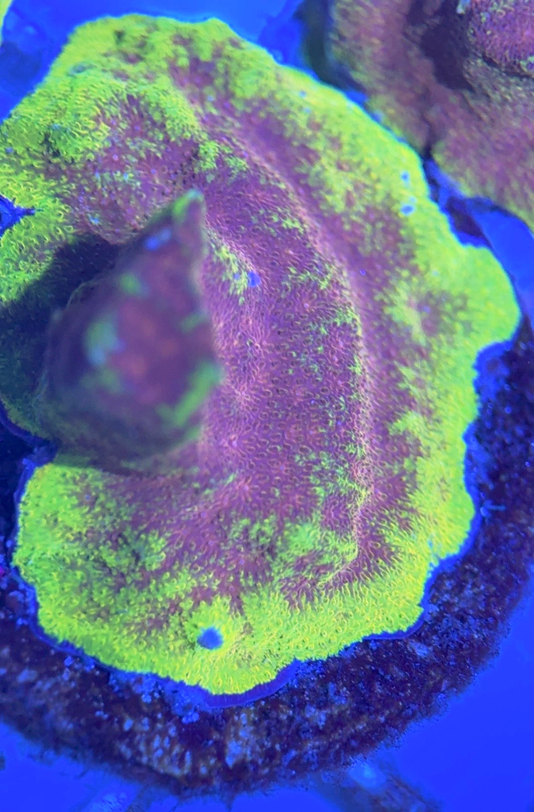 Watermelon Psammocora WP102501 WYSIWYG