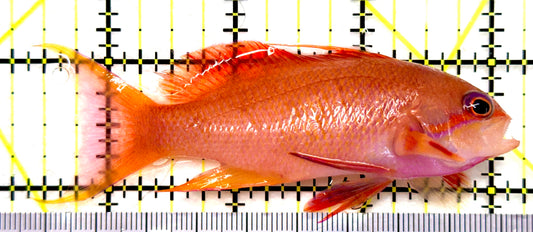 Female Lyretail Anthias (Tonga Special Grade) FLA082901 WYSIWYG Size: SHOW XXL 3.75" approx