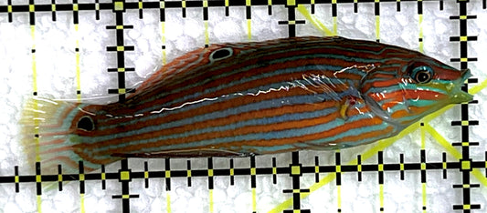 Melanurus Wrasse MW071505 WYSIWYG Size: M 2.5" approx