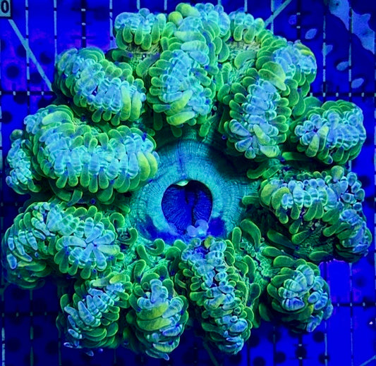 Ultra Rock Flower Anemone Size: L 4" to 5"